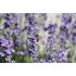 Lavendel_Feld_Bulgarien 6.jpg