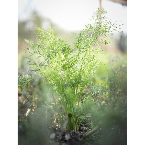Dill1.jpg