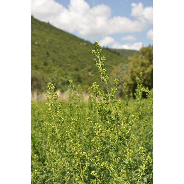 Oregano_Feld_Griechenland.jpg