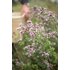 Oregano_Pflanze_Wasserbauer 3.jpg